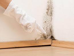 Best Commercial Mold Inspection  in Boynton Beach, FL